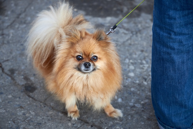 Pequeño perro Pomerania camina con el dueño en la calle durante la pandemia de coronavirus