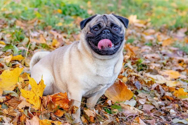 Un pequeño perro pug en un parque de otoño entre hojas caídas