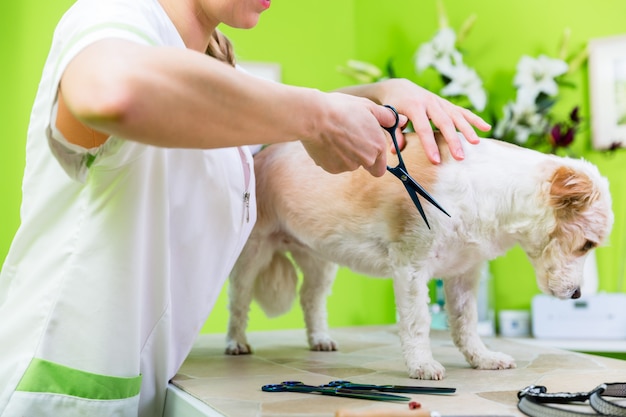 Pequeño perro que es furdressed la mujer de ny en sala