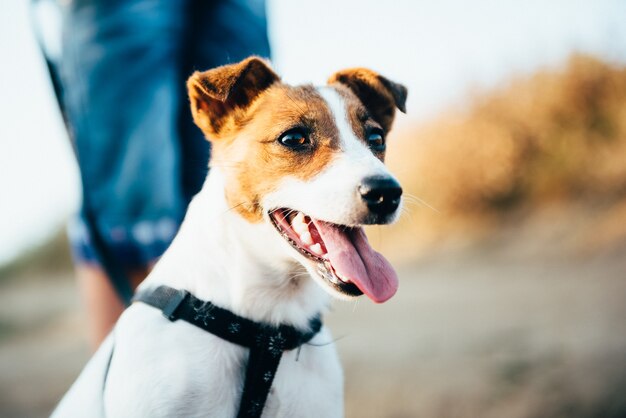 Un pequeño perro de la raza Jack Russell Terrier en un paseo con sus dueños