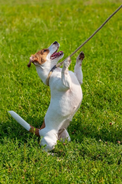 Un pequeño perro de raza parson-russell terrier con una correa se encuentra sobre sus patas traseras