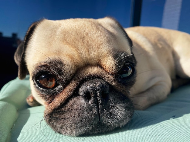 Pequeño perro de raza pug tirado en la terraza relajándose bajo el sol