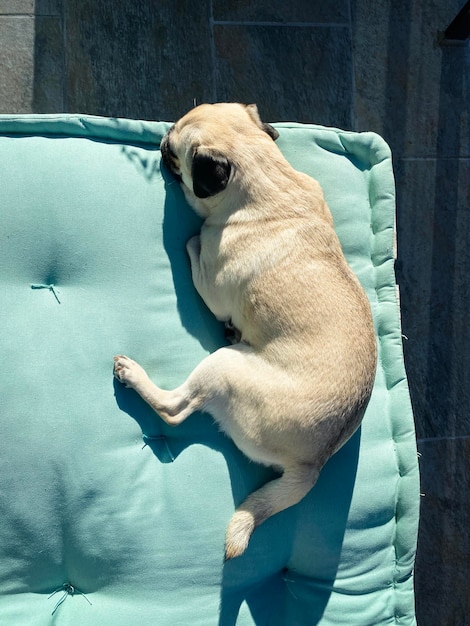 Pequeño perro de raza pug tirado en la terraza relajándose bajo el sol