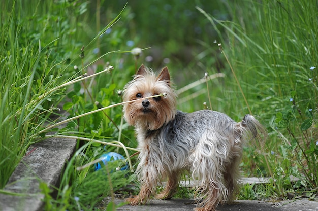 Pequeño perro de raza Yorkshire