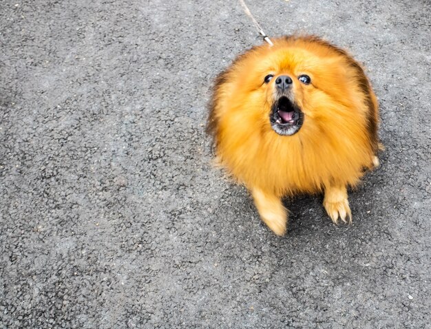 Un pequeño perro rojo y esponjoso sobre un fondo gris ladra con la boca abierta, espacio para texto