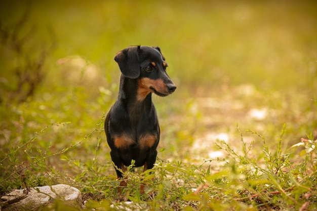 Pequeño perro salchicha en la hierba en la naturaleza