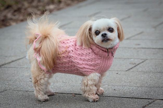 Foto un pequeño perro shih tzu está de pie en un camino en el parque