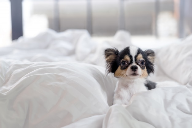 Pequeño perro soñoliento en la cama por la mañana.