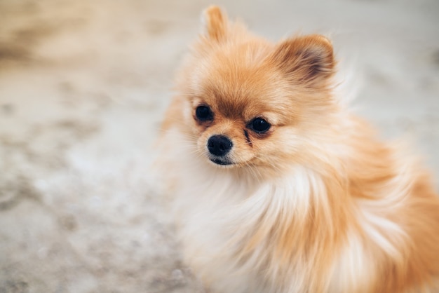 Pequeño perro Spitz de pie sobre la arena