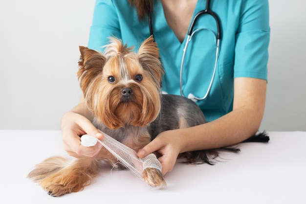 Un pequeño perro Yorkshire terrier en una cita con el veterinario. El concepto de cuidar a las mascotas.