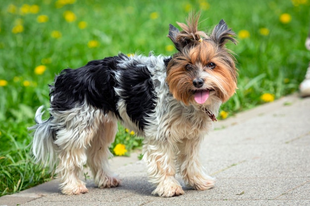 Un pequeño perro Yorkshire Terrier se encuentra en un campo verde