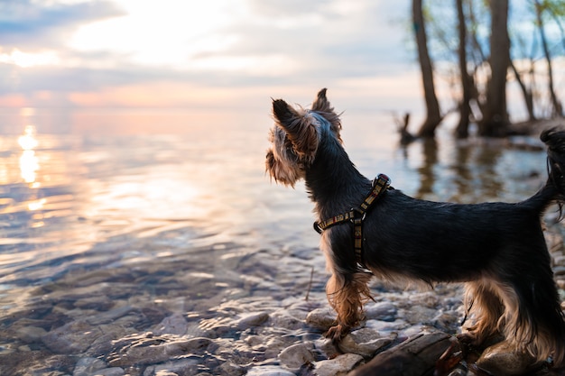 Pequeño perro Yorkshire Terrier se encuentra sobre una roca con una hermosa vista del atardecer sobre el río