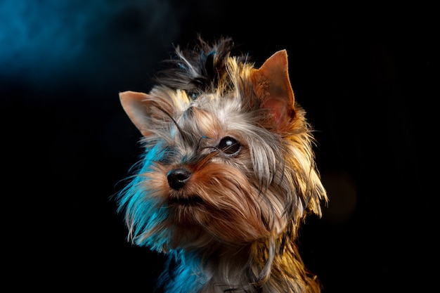 Pequeño perro yorkshire terrier está planteando. Lindo perrito juguetón o mascota aislada sobre fondo de color oscuro neón. Concepto de movimiento, movimiento, amor de mascotas. Parece feliz, encantado, divertido. Copyspace para anuncio.