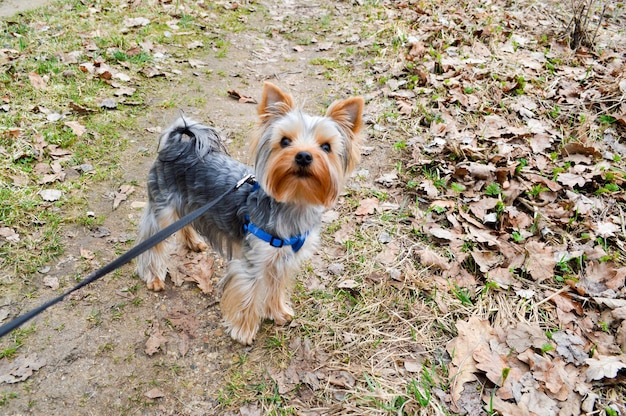 Un pequeño perro Yorkshire terrier en un paseo se para con una correa en una carretera con hojas secas de otoño caídas