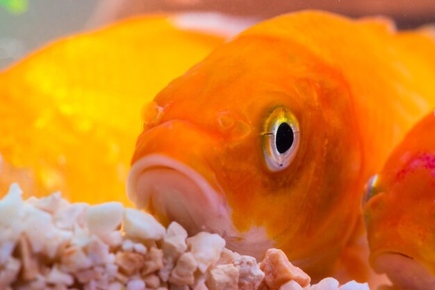 Pequeño pez en pecera o acuario