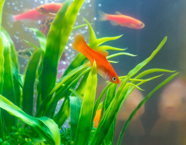 Pequeño pez rojo con planta verde en acuario o acuario