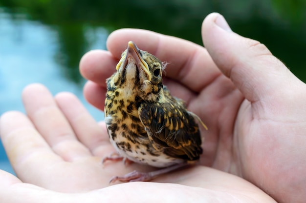 Pequeño pichón traga el río (Swift), un hombre sostiene en sus manos.