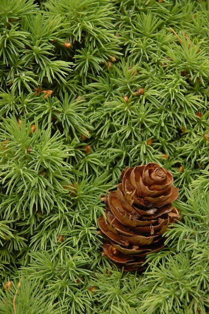 Pequeno pinheiro em uma floresta