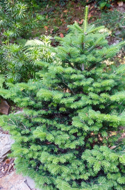 Pequeno pinheiro fofo e verde na floresta de verão