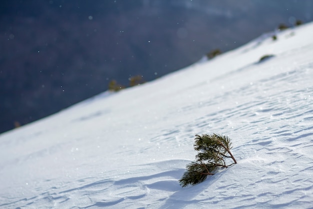 Pequeno pinheiro na colina coberta de neve nas montanhas de inverno