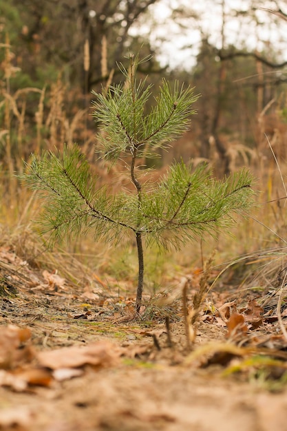 Pequeno pinheiro na floresta