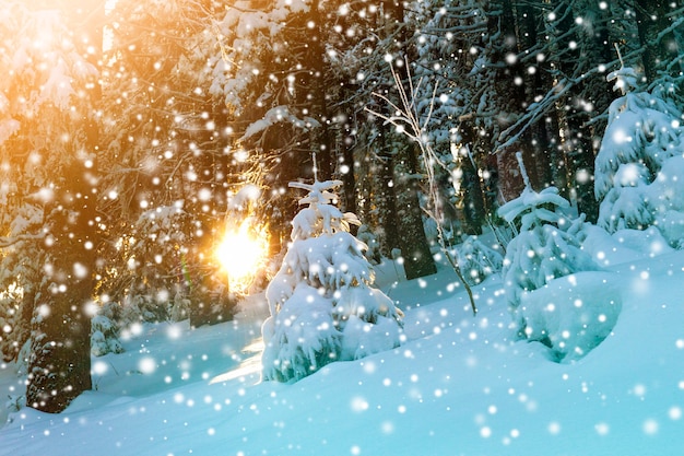 Pequeño pino cubierto de nieve en el bosque de invierno