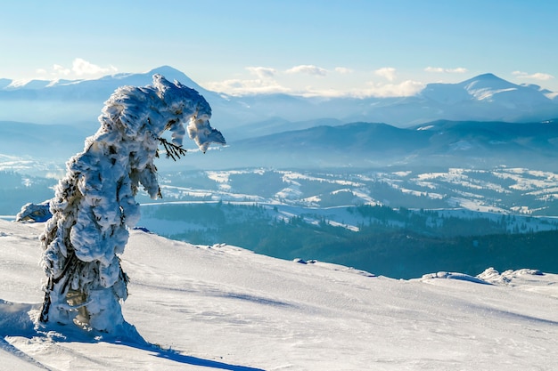 Pequeño pino doblado cubierto de nieve en las montañas de invierno