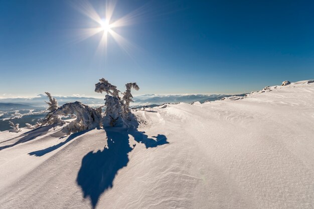 Pequeño pino doblado nevado en montañas del invierno.