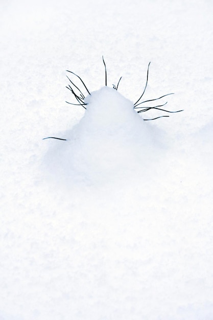 Pequeño pino en la nieve.