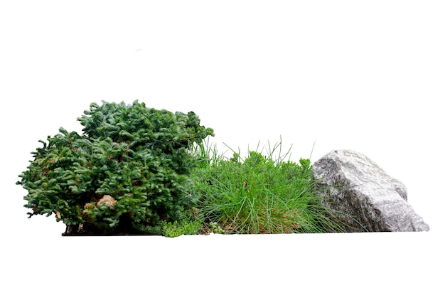 Pequeño pino con piedra en el jardín de arbusto verde aislar blanco con camino de corte