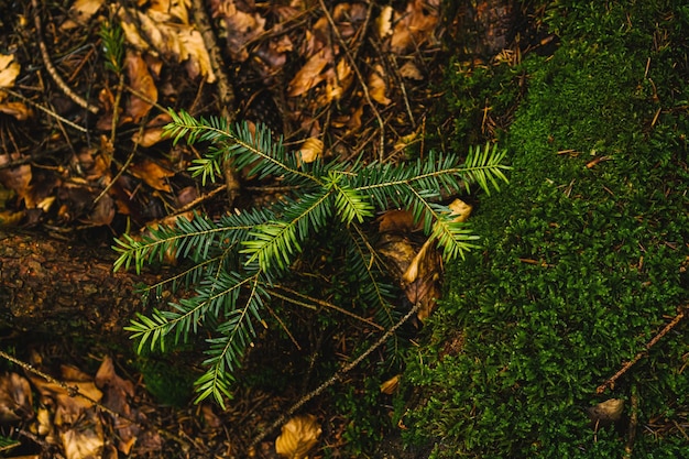 Pequeño pino verde en el fondo de musgo en el bosque