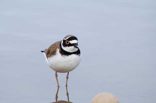 Pequeno plover anelado na água Charadrius dubius