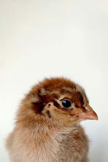 Pequeño pollito beige sobre un fondo claro