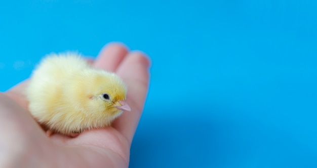 Un pequeño pollito de codorniz amarillo en su mano.