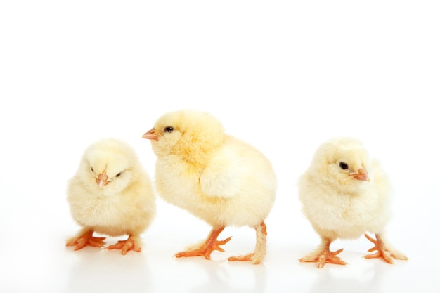 Foto pequeño pollito lindo para pascua pollito recién nacido amarillo