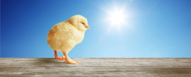 Foto pequeño pollito lindo para pascua pollito recién nacido amarillo