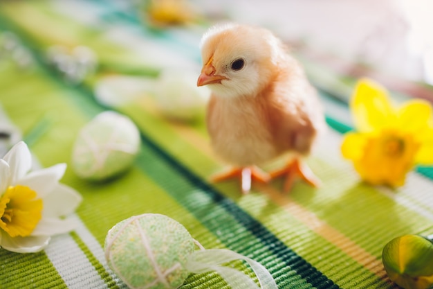 Pequeño pollito naranja caminando entre flores y huevos de Pascua