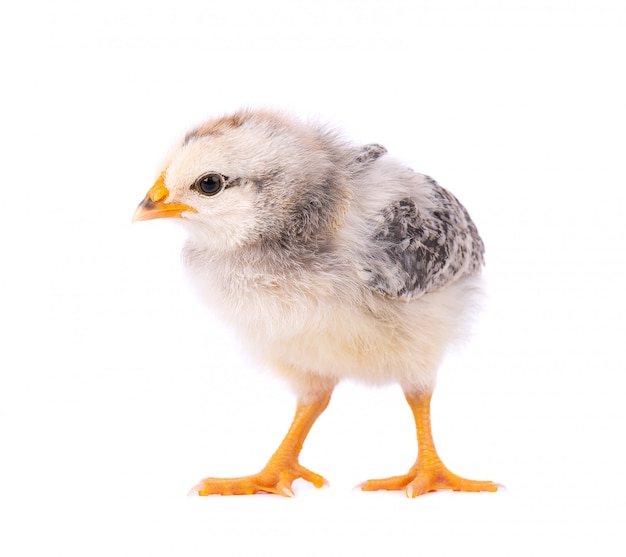 Pequeño pollo aislado sobre fondo blanco. Pollo recién nacido con trazado de recorte.