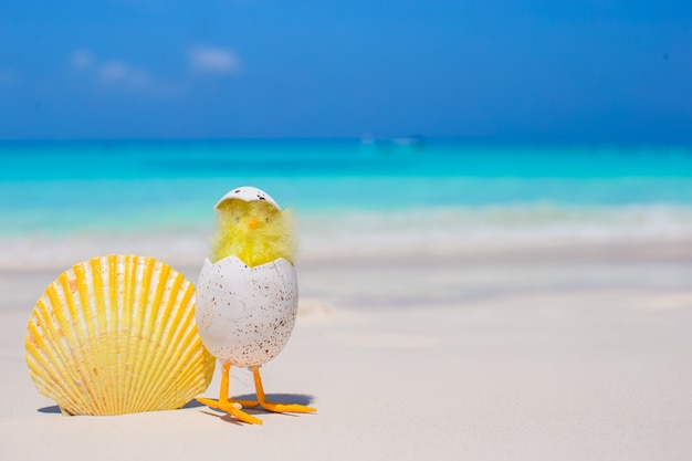 Pequeño pollo amarillo y concha en la playa blanca