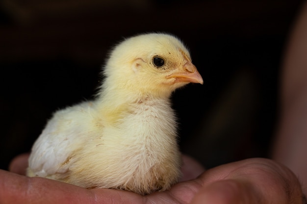 Un pequeño pollo amarillo en la palma de la mano llega a conocer el mundo