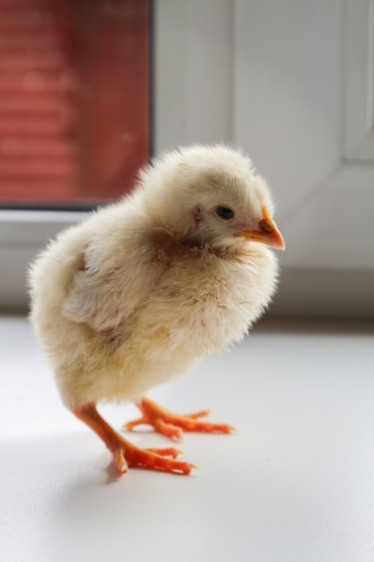 Pequeño pollo amarillo sobre fondo blanco.