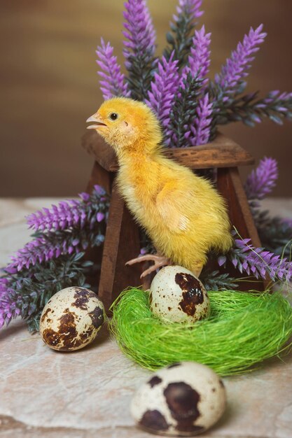 Foto un pequeño pollo codorniz amarillo se extiende en el nido y grita