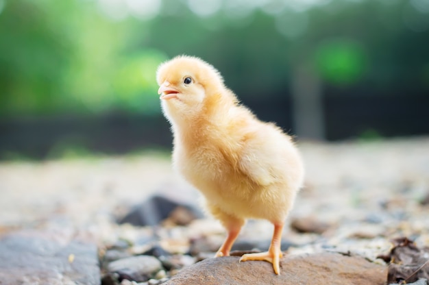 Un pequeño pollo en el jardín