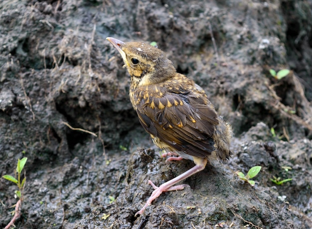 Pequeño polluelo traga el río (Swift)