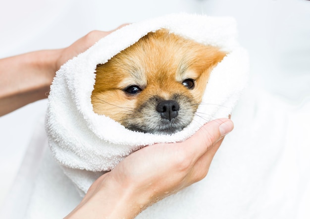 Pequeño pomerania lindo en una toalla blanca después del baño.