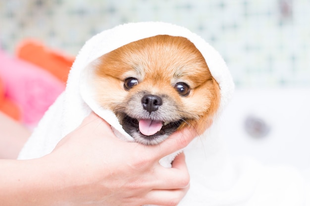 Pequeño pomerania lindo en una toalla blanca después del baño.