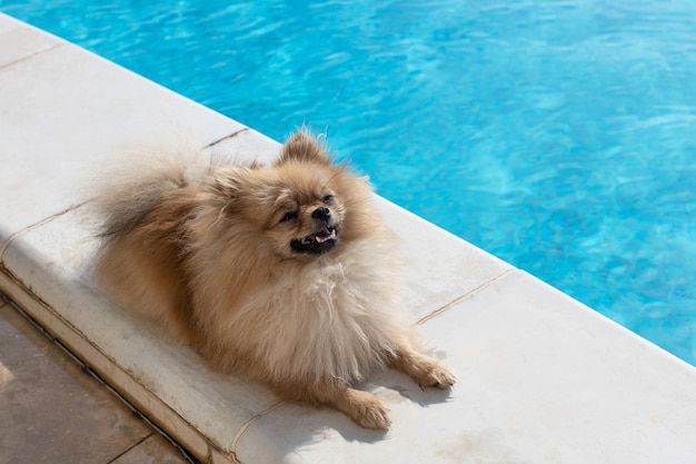 Pequeño Pomerania Spitz esponjoso con cara divertida se encuentra cerca de la piscina