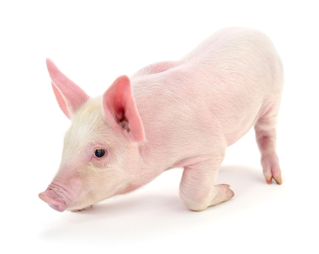 Pequeno porco rosa isolado no fundo branco
