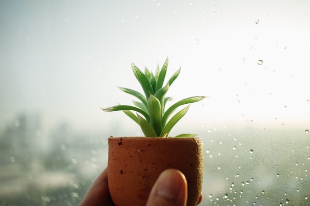 Pequeno pote de Haworthia nas janelas chuvosas.