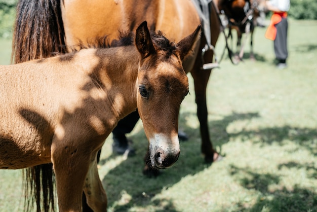 Un pequeño potro marrón por su madre caballo en la pradera de verano